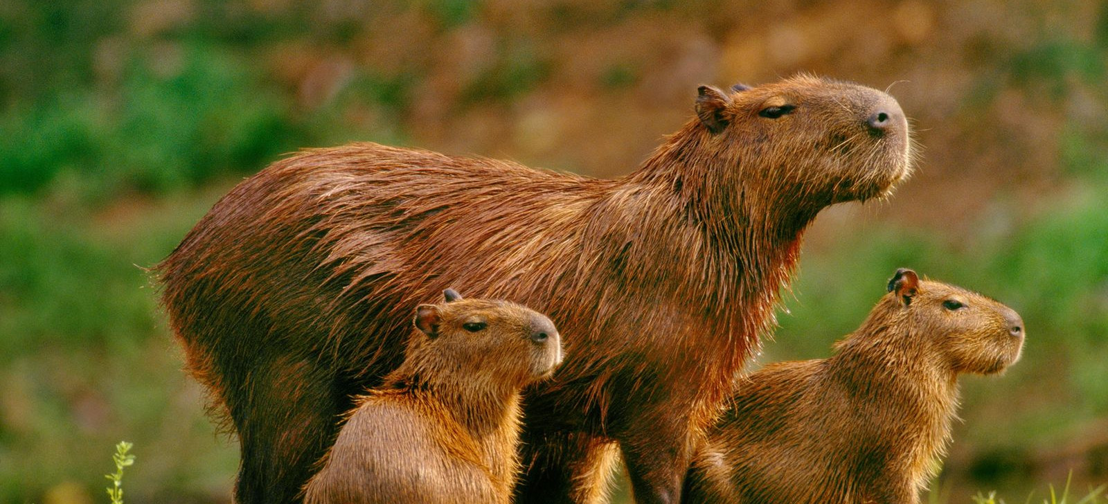 Após caso da capivara Filó, criação de animais silvestres vira debate; entenda as regras