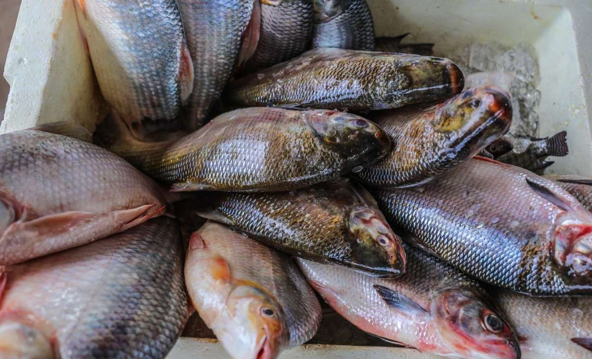 Peixes de todos os seis Estados amazônicos apresentaram níveis de contaminação acima do limite aceitável (Reprodução/Tribuna do Acre)