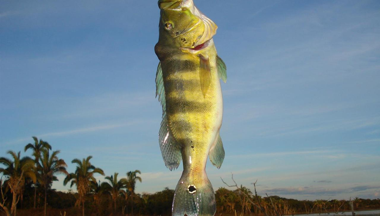 Câmara de Manaus aprova PL que torna mais rígida Lei sobre abate de tucunarés