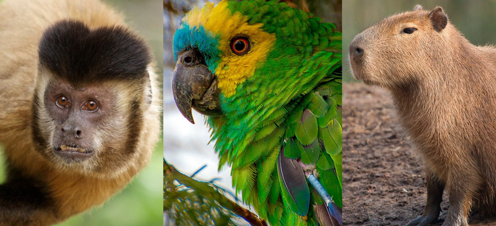 Especialista alerta para riscos de criar animal silvestre como pet