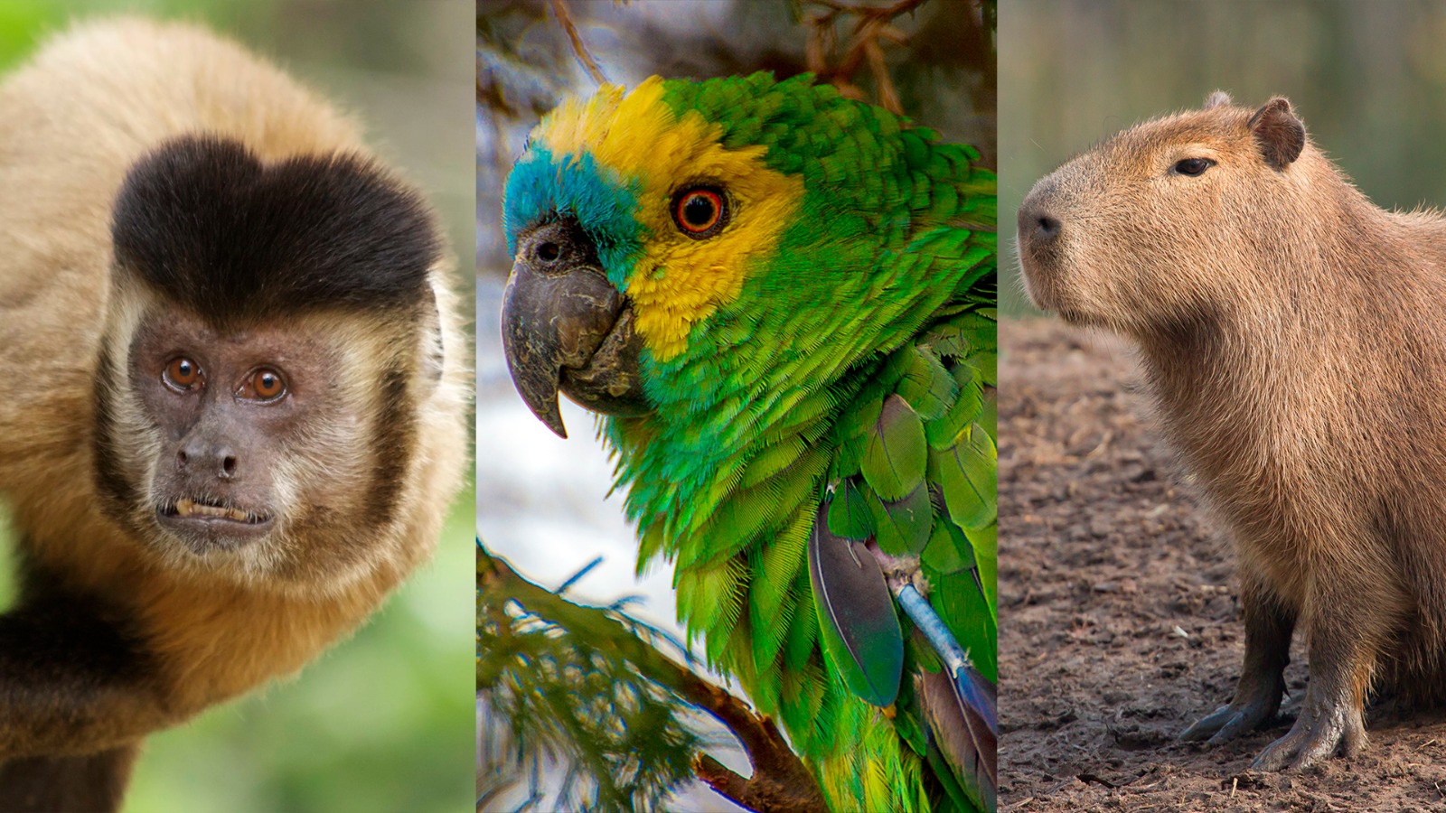 Especialista alerta para riscos de criar animal silvestre como pet