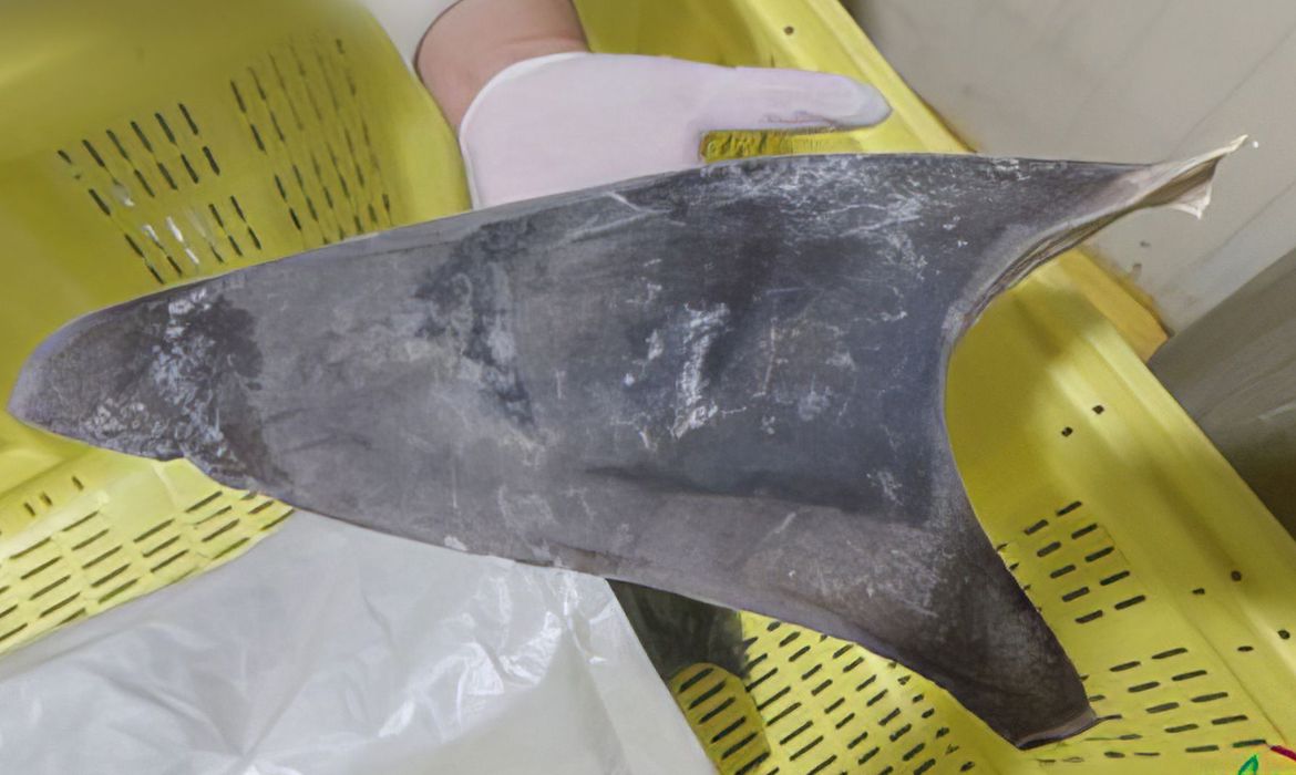 Mais de 28 toneladas de barbatanas de tubarão são apreendidas pelo Ibama