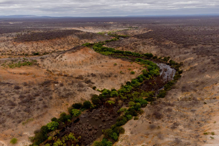 Pecuária foi responsável por 96% do desmatamento no Brasil em 2022