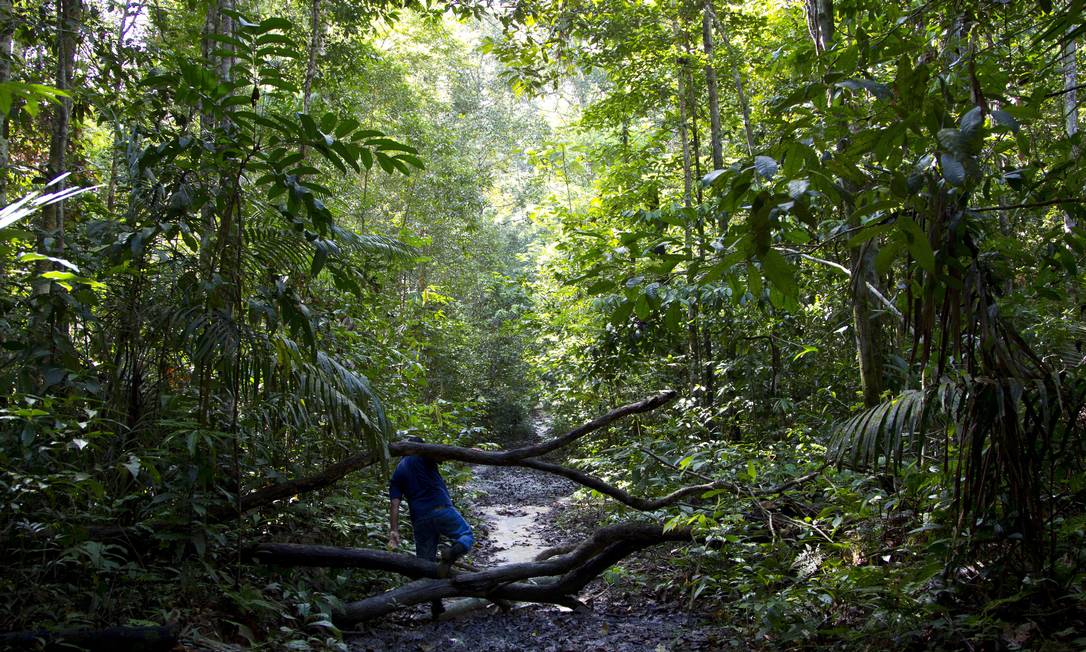 Reserva ecológica Ducke, próxima a Manaus (Marcelo Carnaval/Agência O Globo)