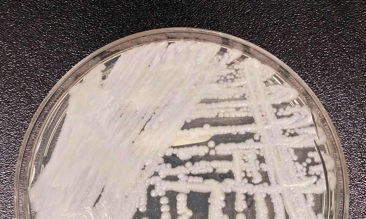 Superfungo: São Paulo registra primeiro caso de Candida auris na região