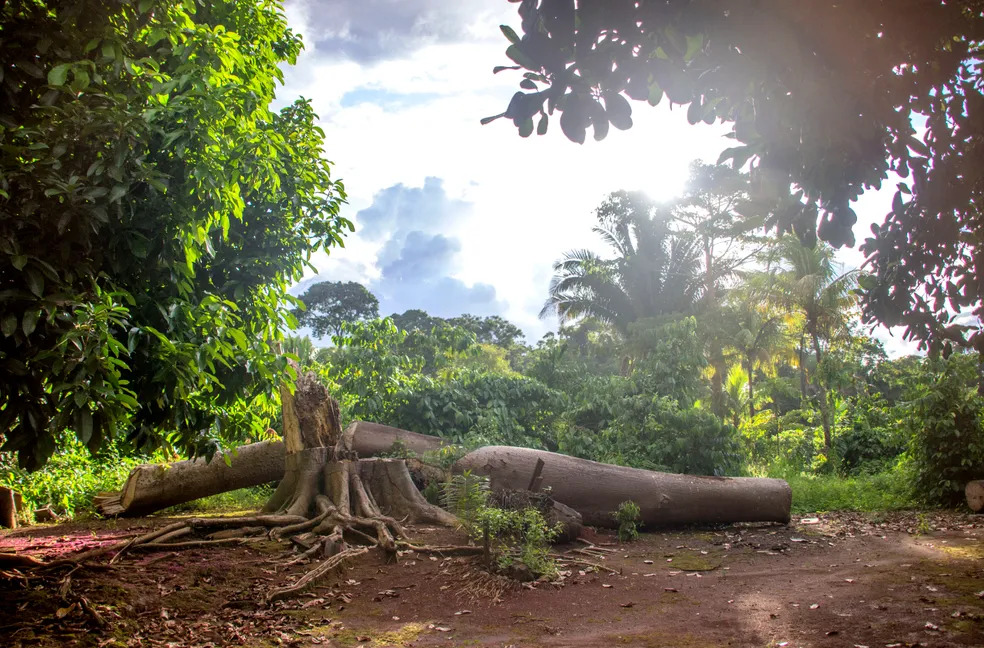 Área da reserva ambiental ameaçada em Rondônia (Divulgação/Sedam)