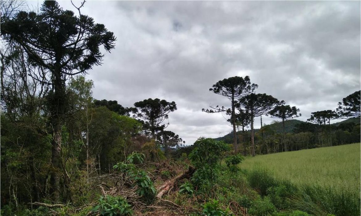 Ações ambientais contribuem para a recuperação de 254 hectares de florestas