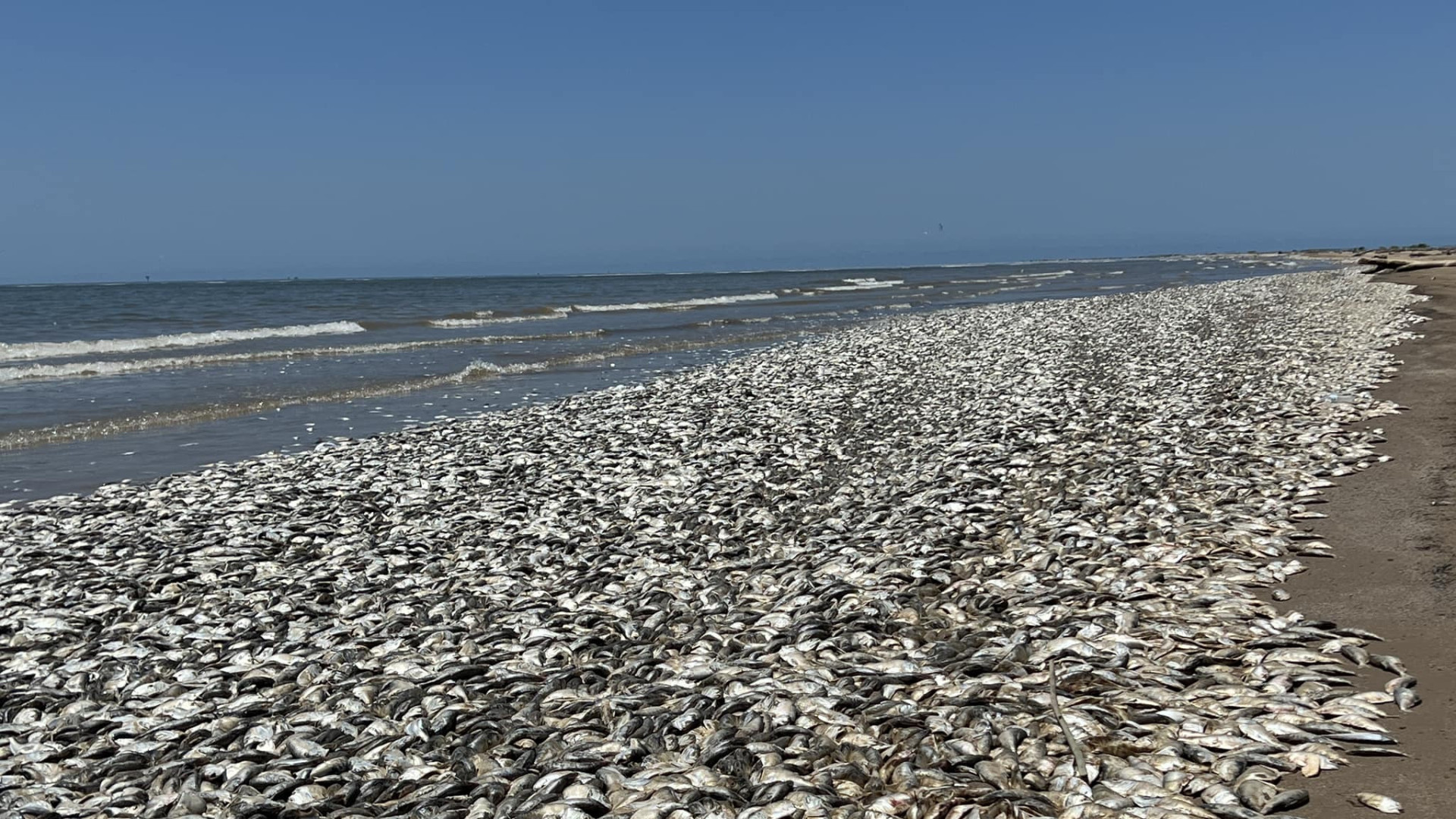 Milhares de peixes mortos chegam à praia na costa do Golfo, no Texas, sul dos EUA
