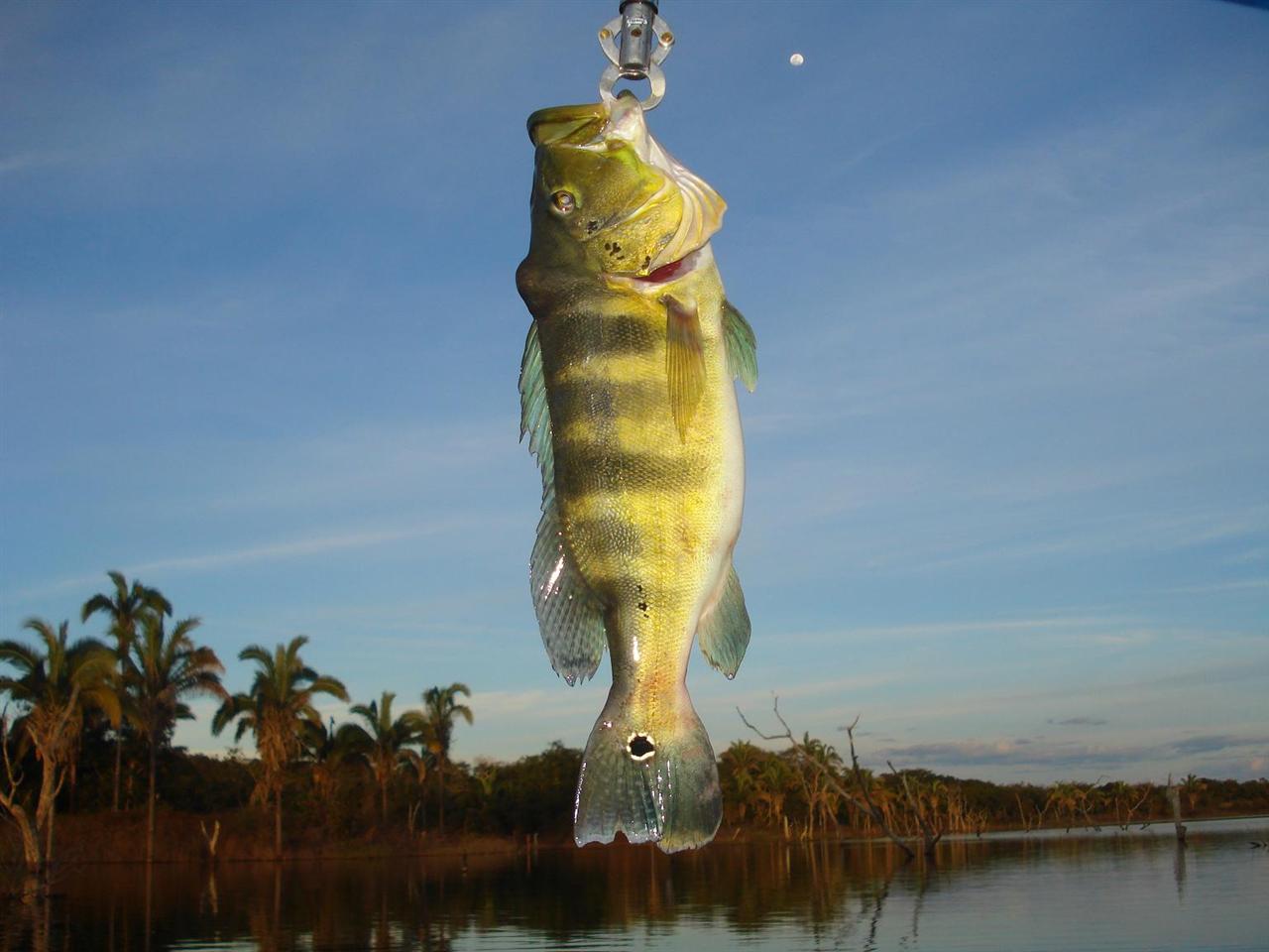Projeto que torna tucunaré símbolo da pesca esportiva vai à sanção em Manaus