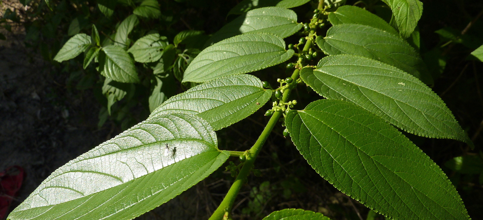 Conheça a planta nativa do Brasil que pode substituir a cannabis na extração do canabidiol