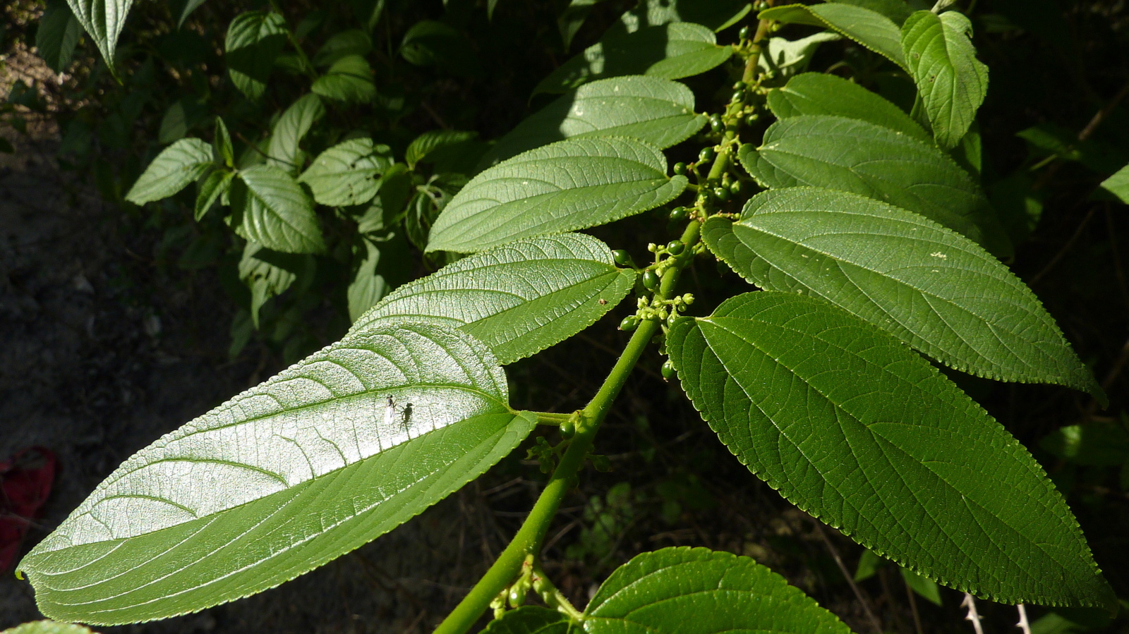 Conheça a planta nativa do Brasil que pode substituir a cannabis na extração do canabidiol