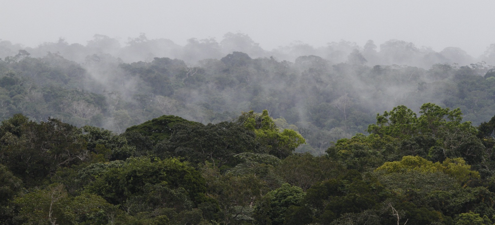 Imagem da Floresta Amazônica (Ricardo Oliveira/Revista Cenarium)