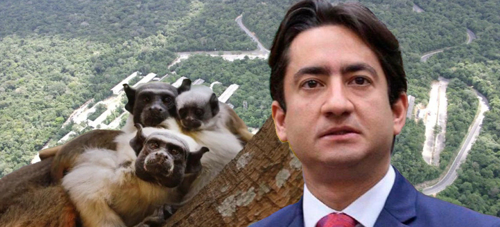 Vereador de Manaus quer desmatar área que preserva saium-de-coleira; moradores são contra