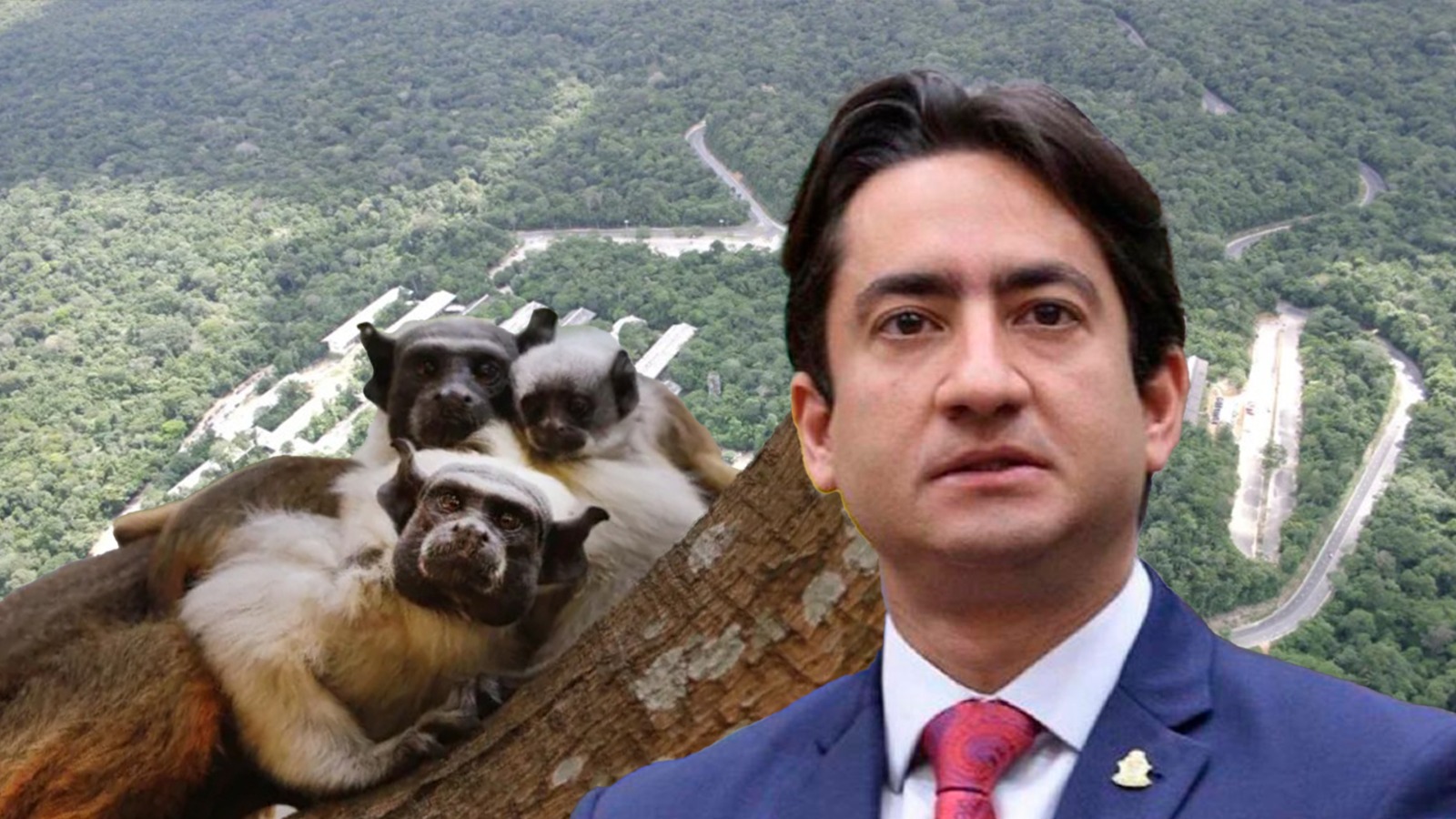 Vereador de Manaus quer desmatar área que preserva saium-de-coleira; moradores são contra