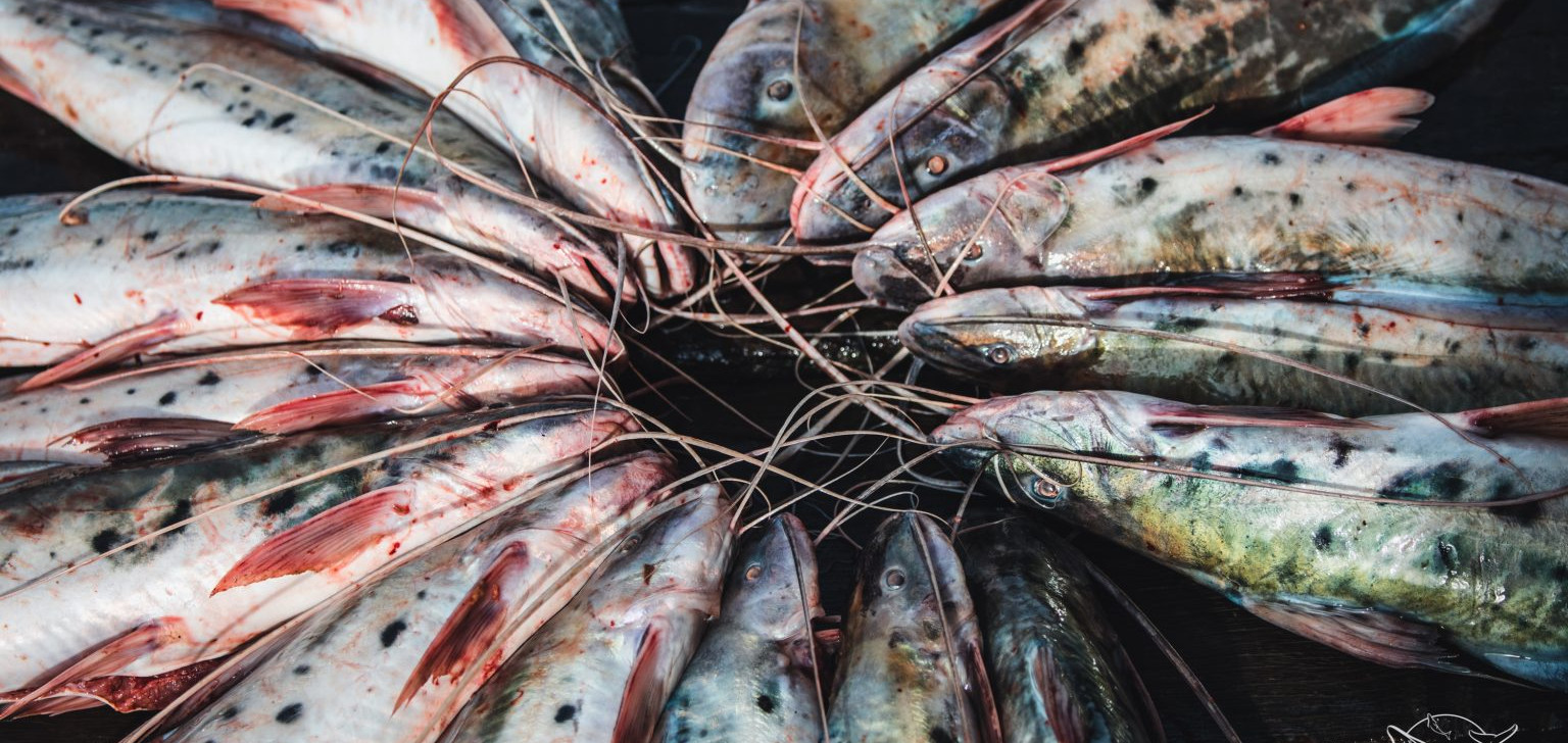 Proibição da pesca e comércio de piracatinga protege botos da Amazônia, afirma organização