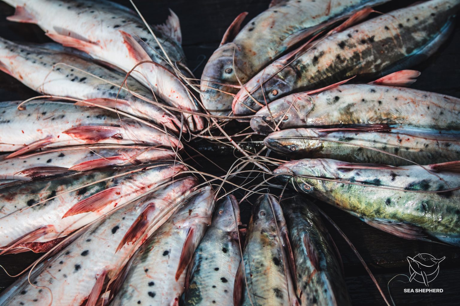 Proibição da pesca e comércio de piracatinga protege botos da Amazônia, afirma organização