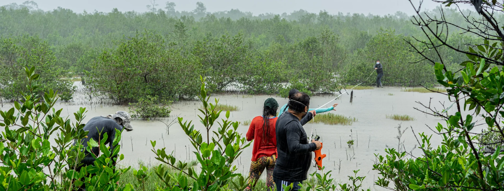 Estudo mostra que manguezais amazônicos são os mais extensos e bem preservados do mundo