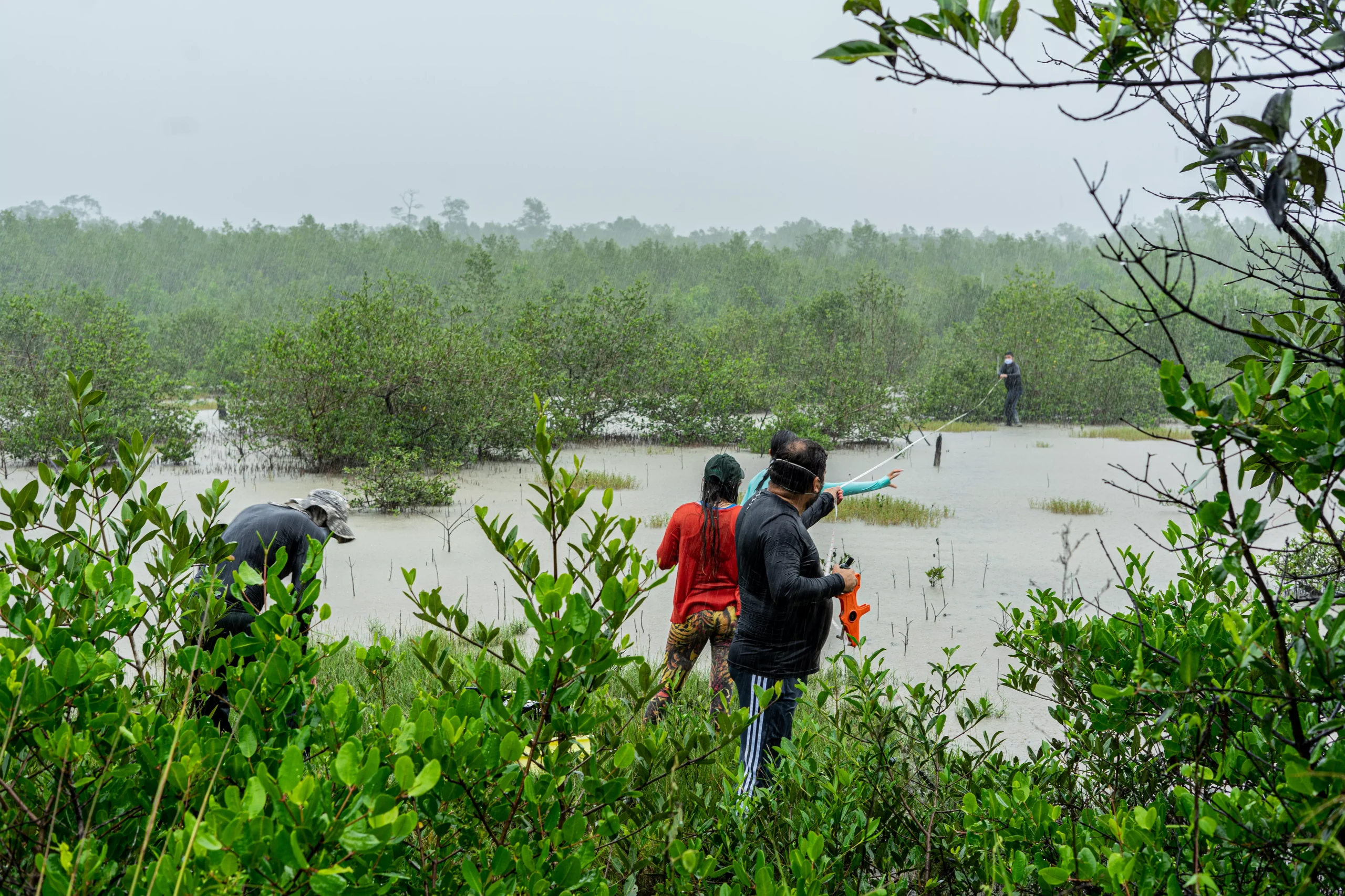 Estudo mostra que manguezais amazônicos são os mais extensos e bem preservados do mundo