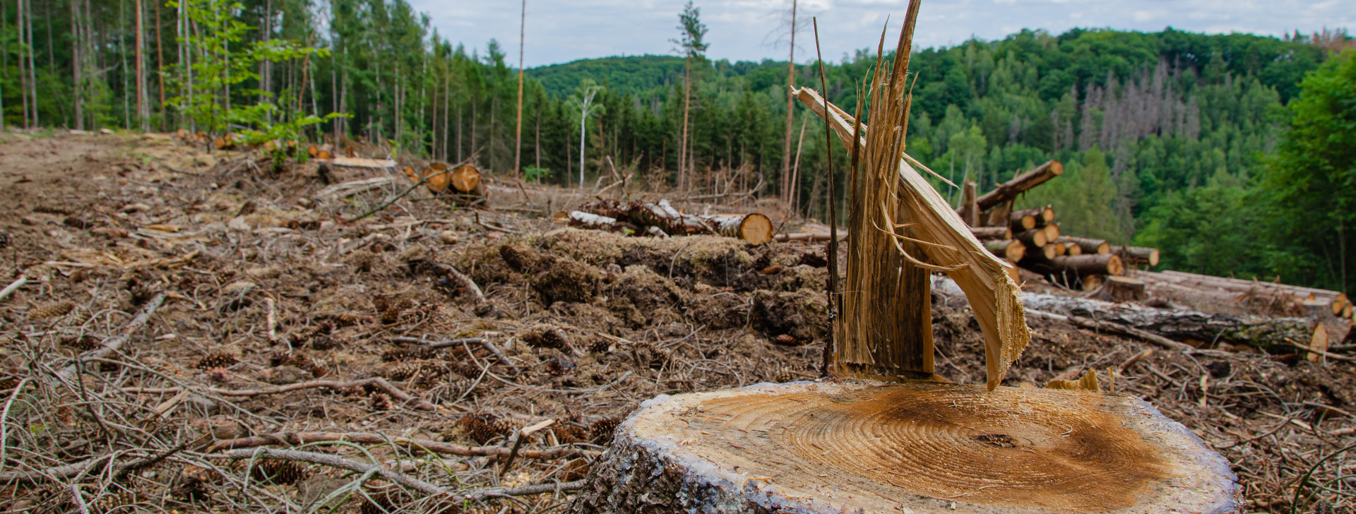 Garimpo ilegal desmata área de 118 campos de futebol em RO e AM