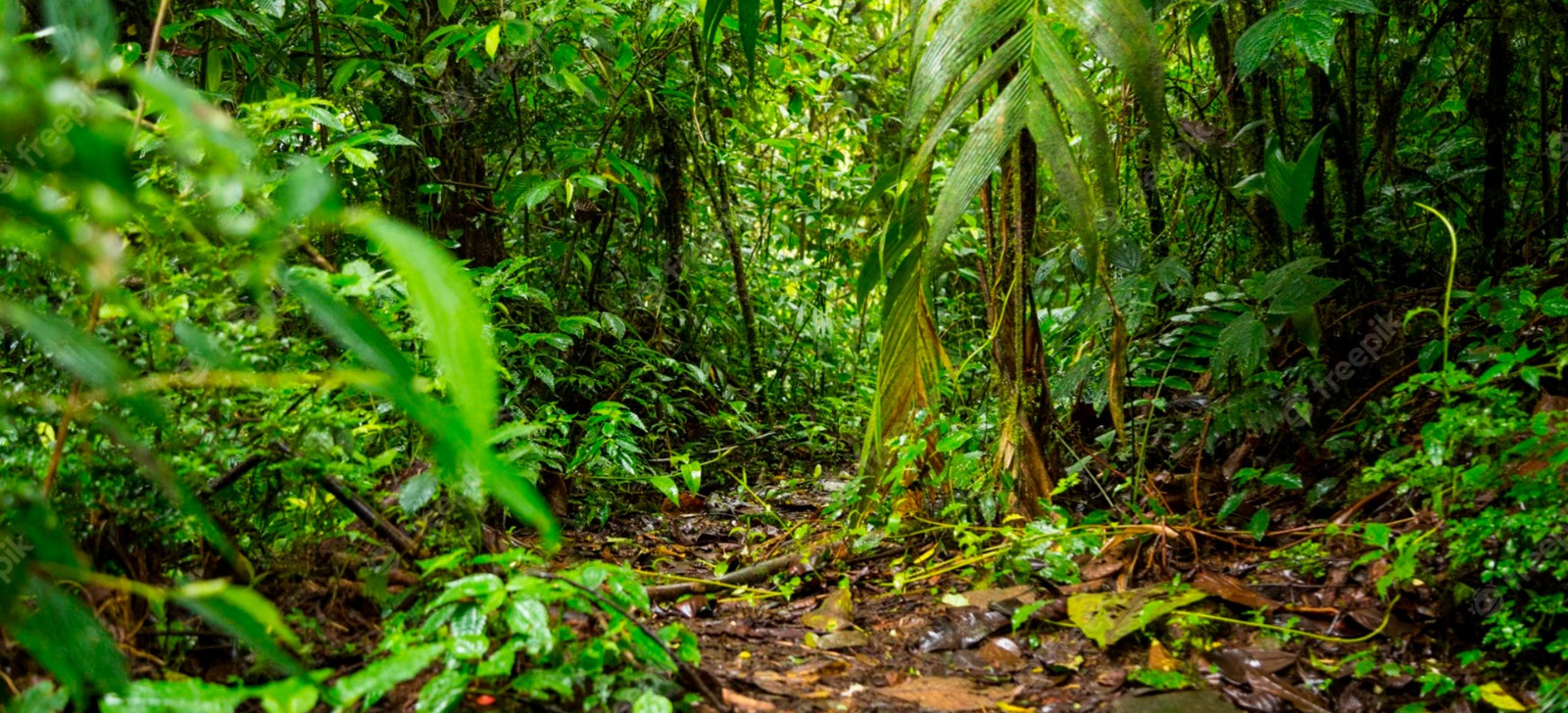 Área verde de uma metrópole (Reprodução/Freepik)