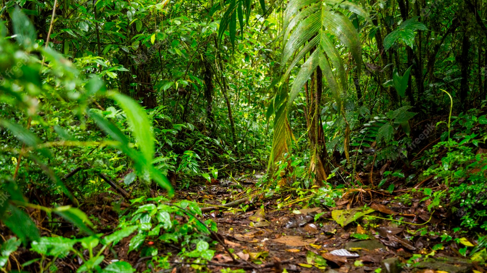 Estudos mostram a importância das florestas para as grandes cidades