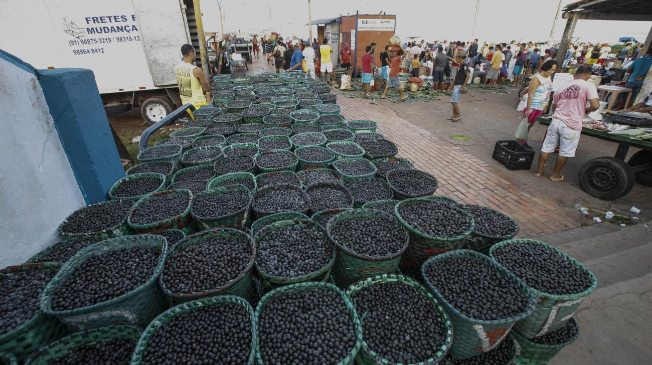 Belém recebe seminário sobre desafios e oportunidades da cadeia do açaí