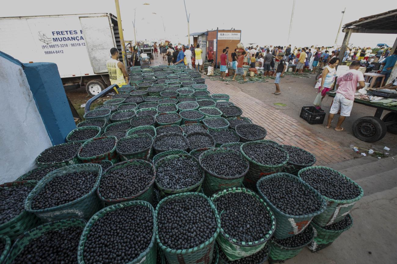 Belém recebe seminário sobre desafios e oportunidades da cadeia do açaí