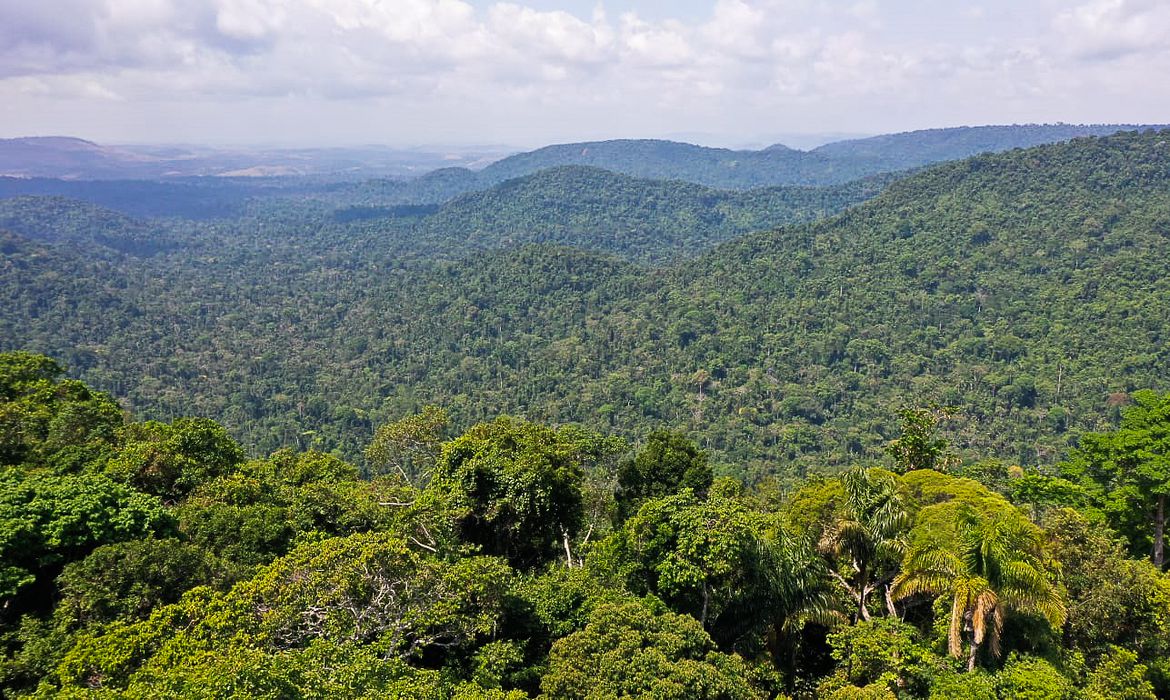 Trecho da floresta amazônica. (© TV Brasil)