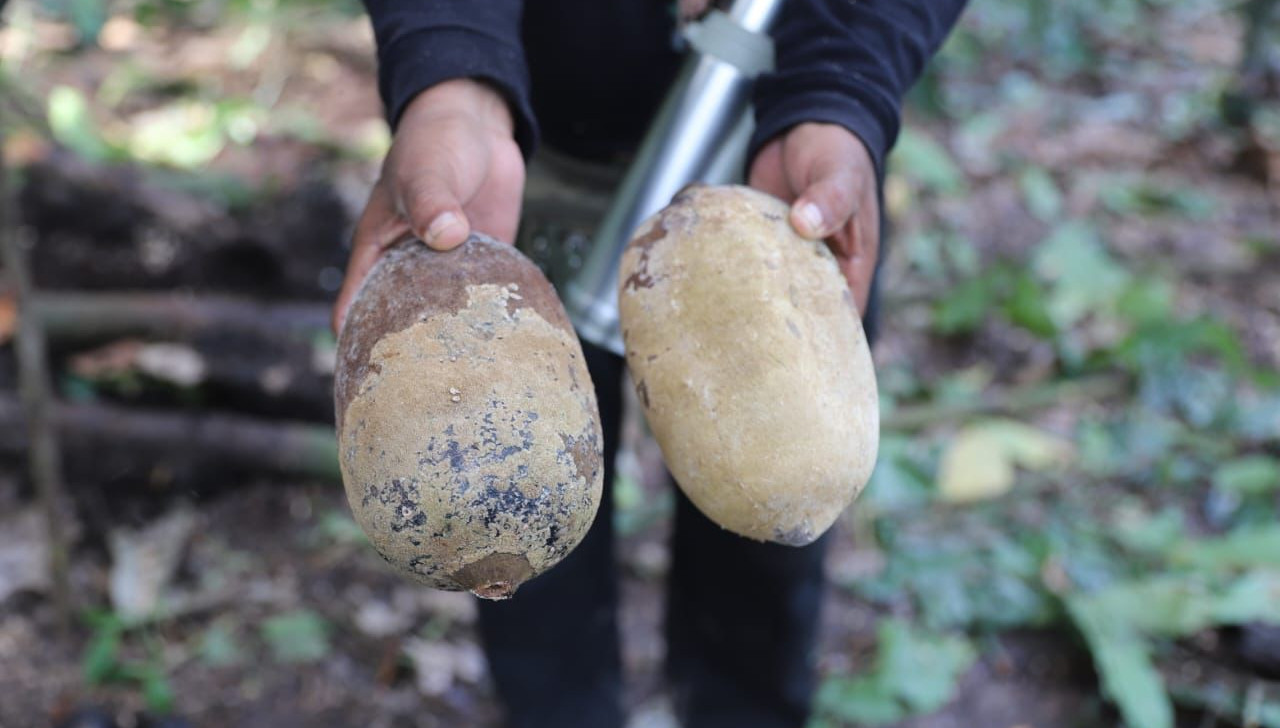 Amazonas e Pará se unem para erradicar praga que ataca cacau e cupuaçu