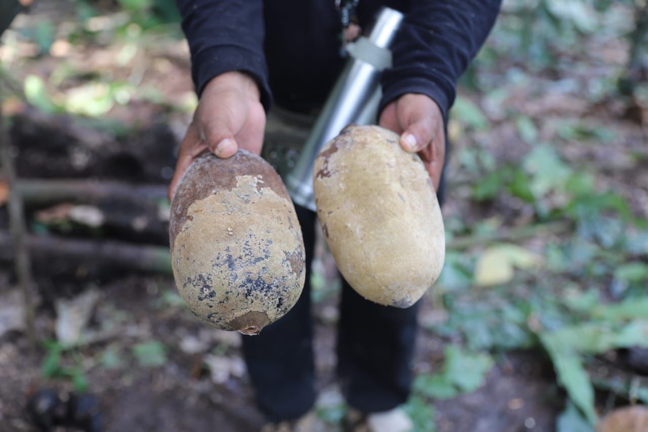 Amazonas e Pará se unem para erradicar praga que ataca cacau e cupuaçu