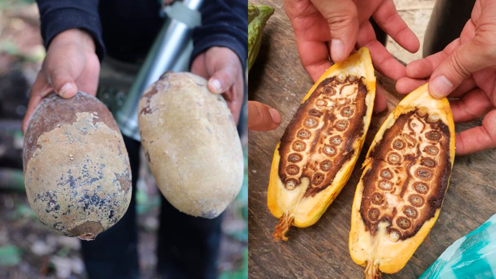 Cupuaçu e cacau: praga em plantações pode causar prejuízos econômicos e sociais na Amazônia