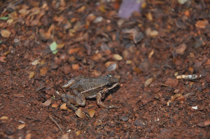 Foto da espécie de rã da corredeira Hylodes sazimai (Lucas Ferrante/Revista Cenarium)