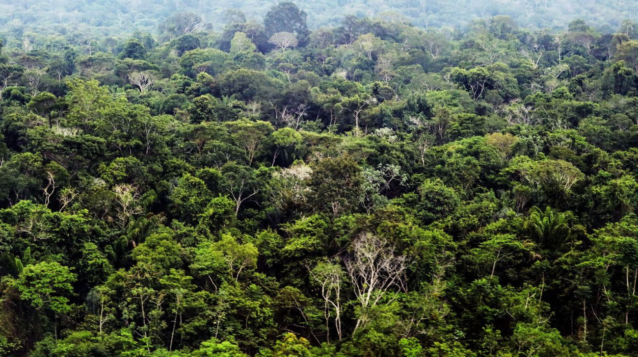 Projeto permite crédito de carbono em TIs e indenização a comunidades