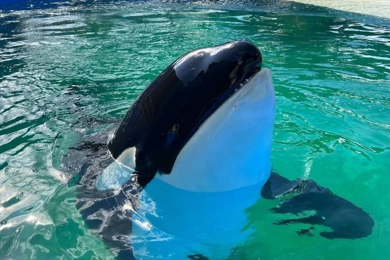 Mais de 50 anos de cativeiro: orca Lolita morre em aquário de Miami