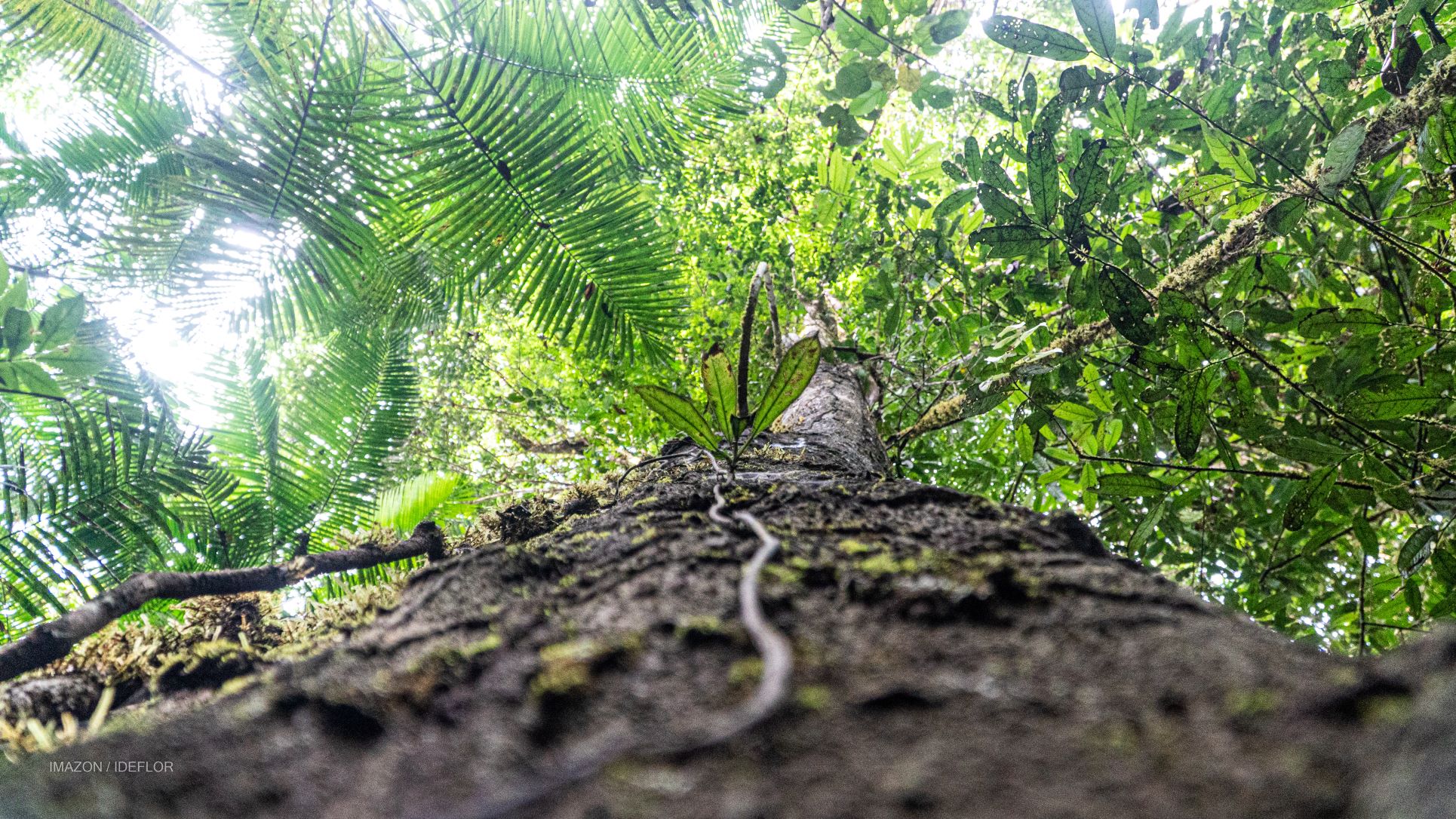 Pará inicia estudos para proteger maior árvore da América Latina
