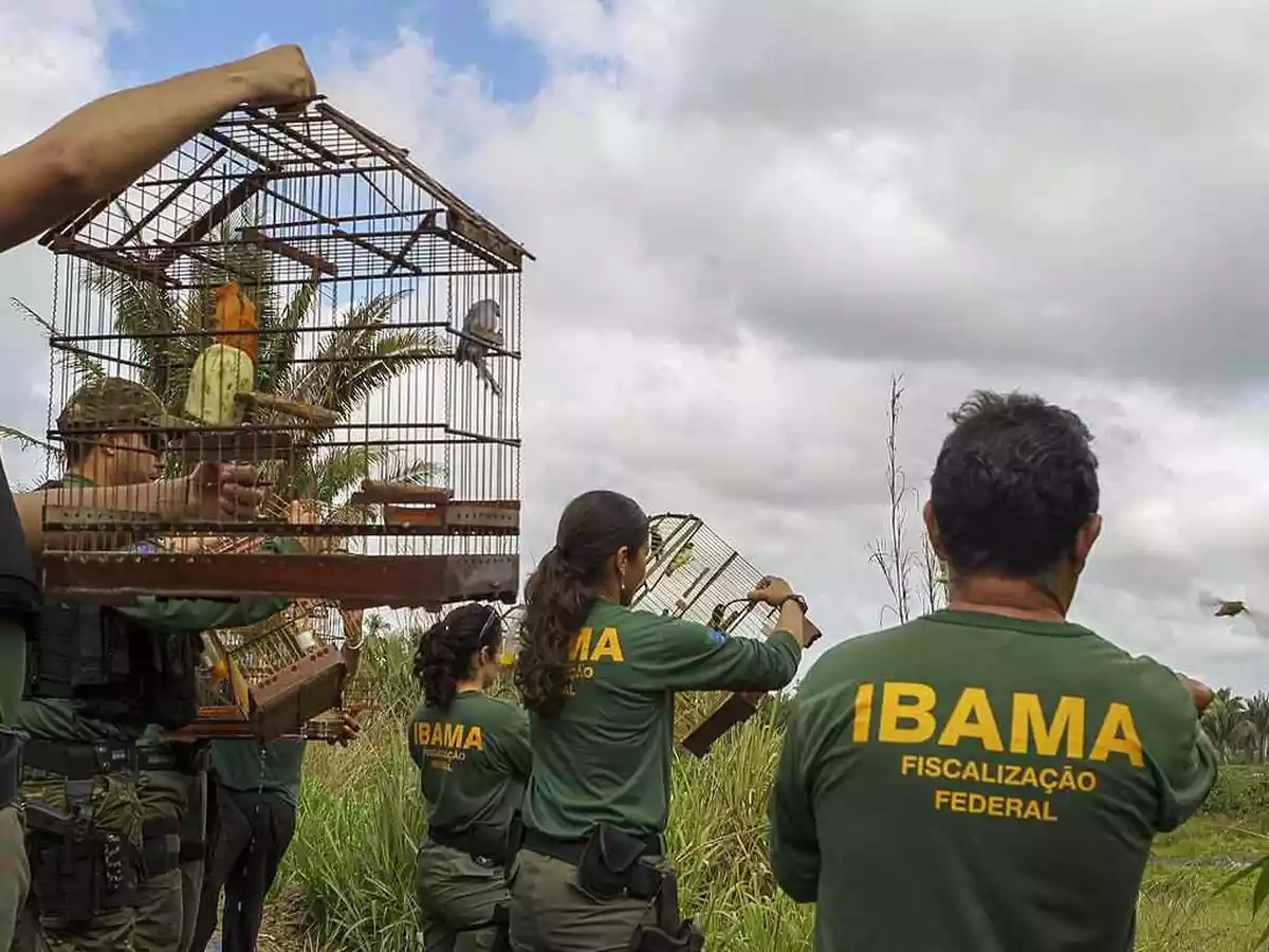 TRF1 reconhece legitimidade do Ibama para ajuizar ação civil pública