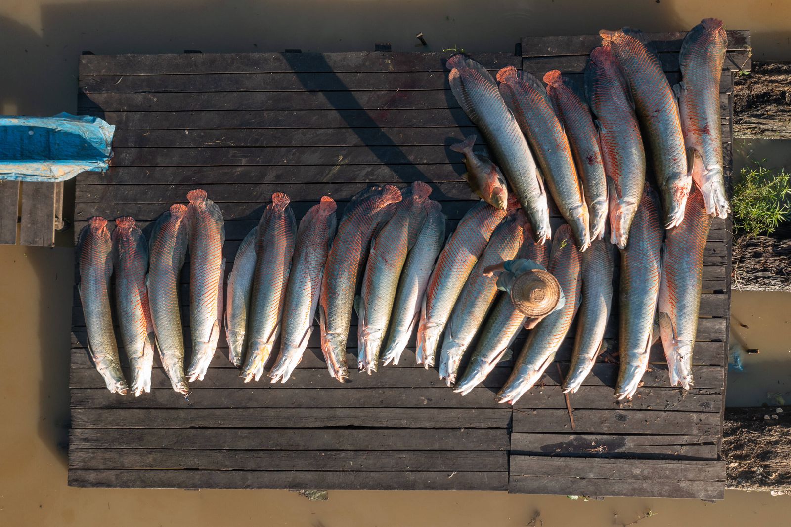 Manejo sustentável do Pirarucu da Amazônia rompe fronteira nacional