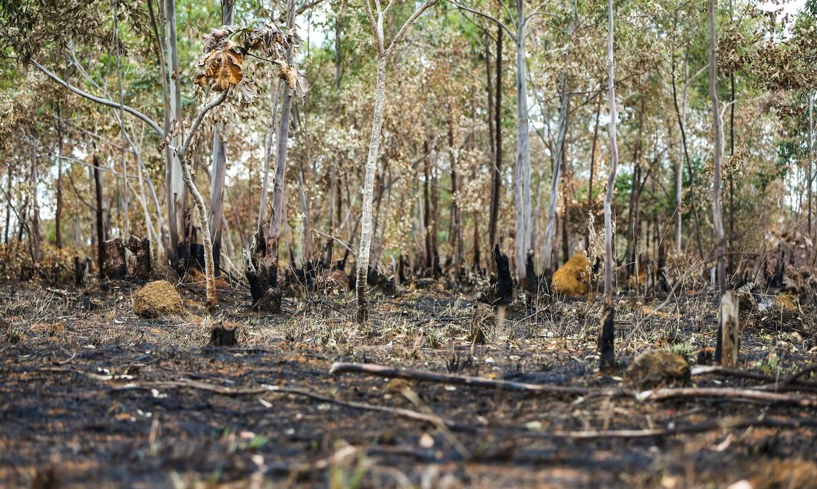 Desastre ambiental: imagem de queimada na Amazônia (Reprodução)