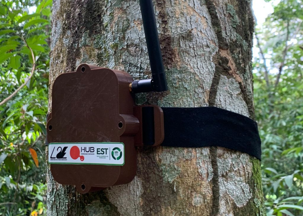 ‘Curupira’: projeto da UEA promete combater derrubada de árvores no Amazonas