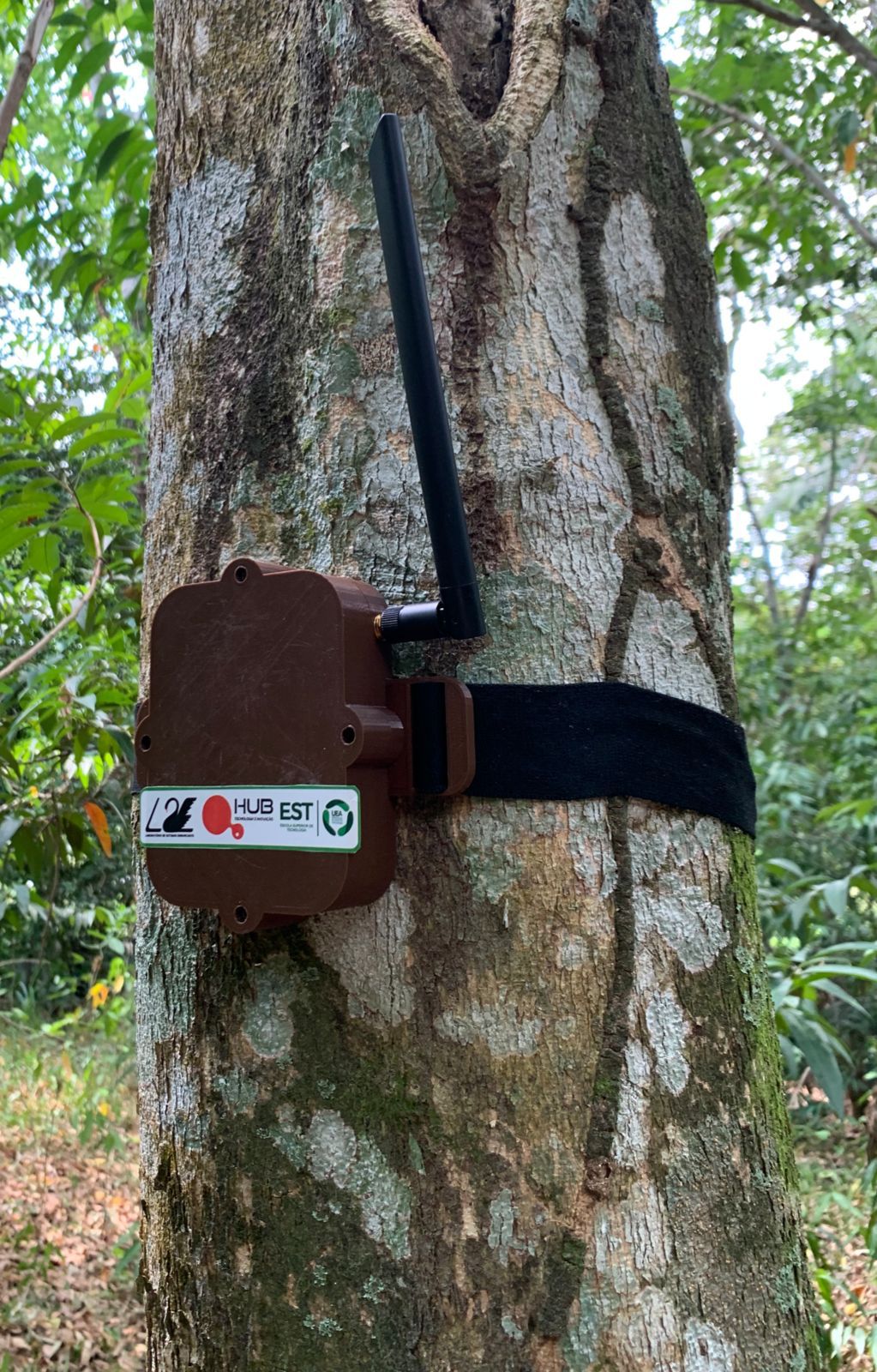 ‘Curupira’: projeto da UEA promete combater derrubada de árvores no Amazonas