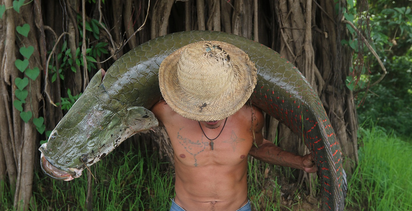 Manejo sustentável: população de pirarucu cresce 620% e deixa risco de extinção