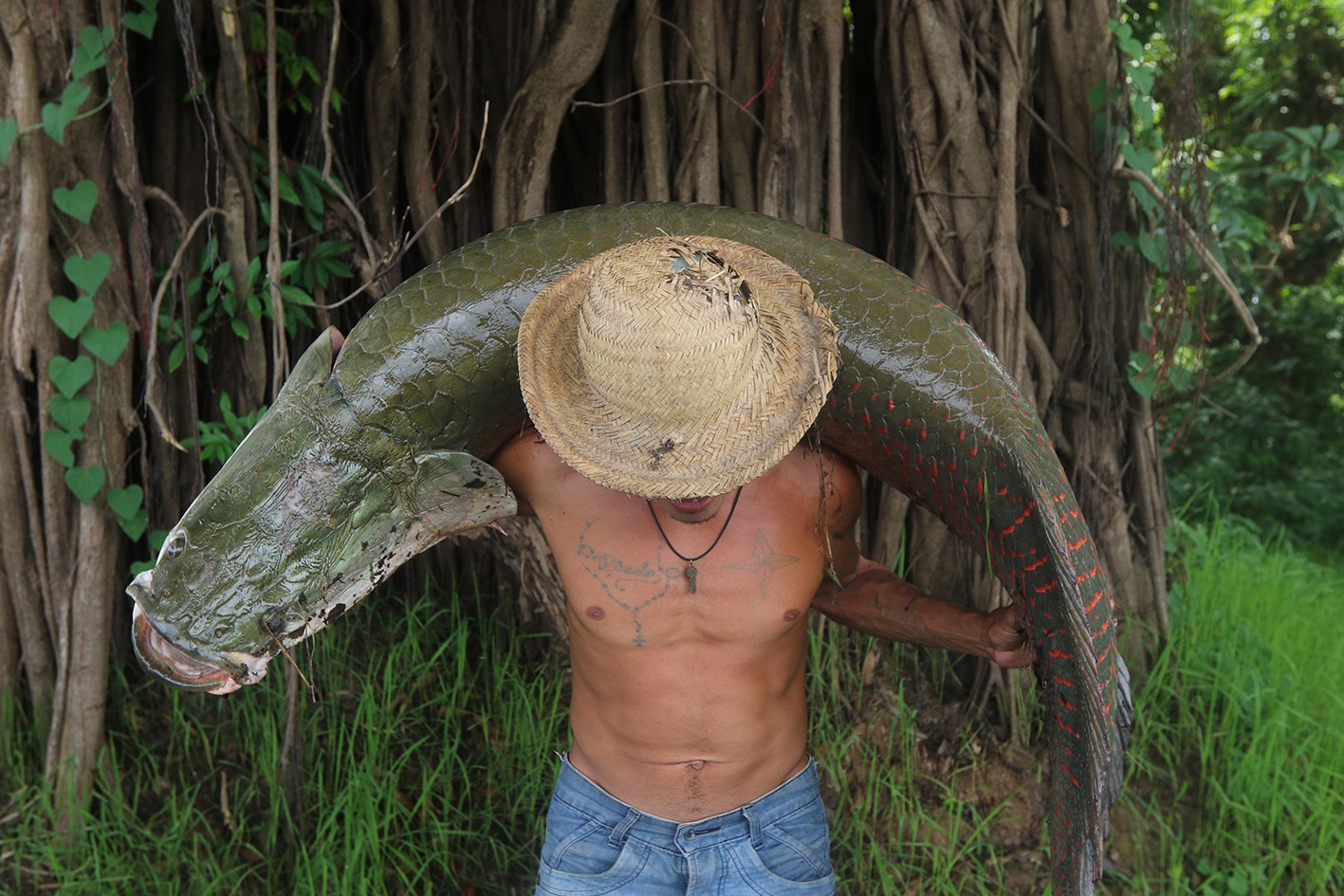 Manejo sustentável: população de pirarucu cresce 620% e deixa risco de extinção
