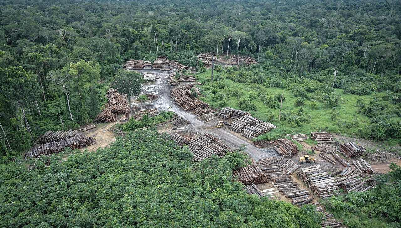 Força Nacional será mantida em terra indígena invadida por madeireiros