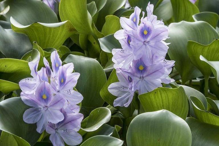 Planta amazônica se torna espécie invasora mais dominante do planeta