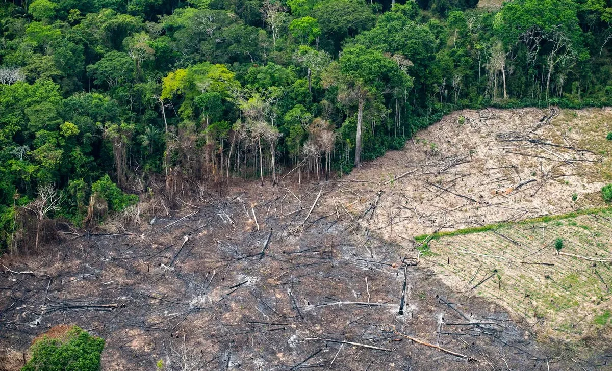 Desmatamento na Amazônia alcança queda expressiva em novembro