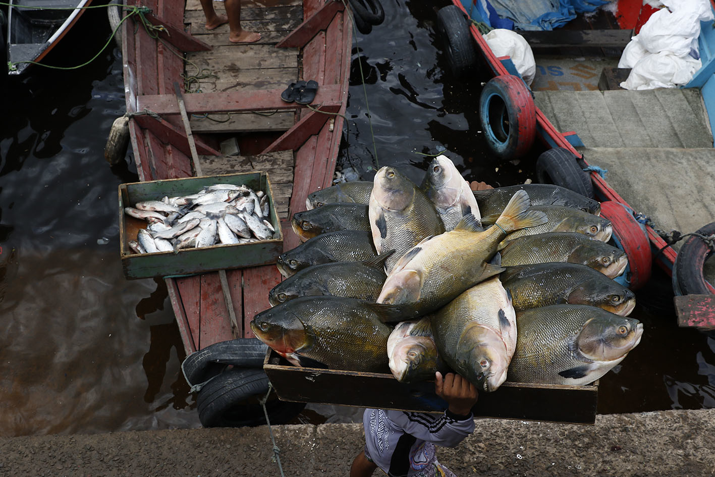 Saiba como identificar sintomas da doença de Haff; casos crescem no AM