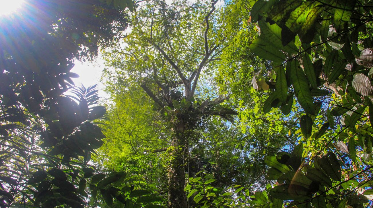 Dia da Amazônia: Pará cria nova Unidade de Conservação na divisa com Amazonas