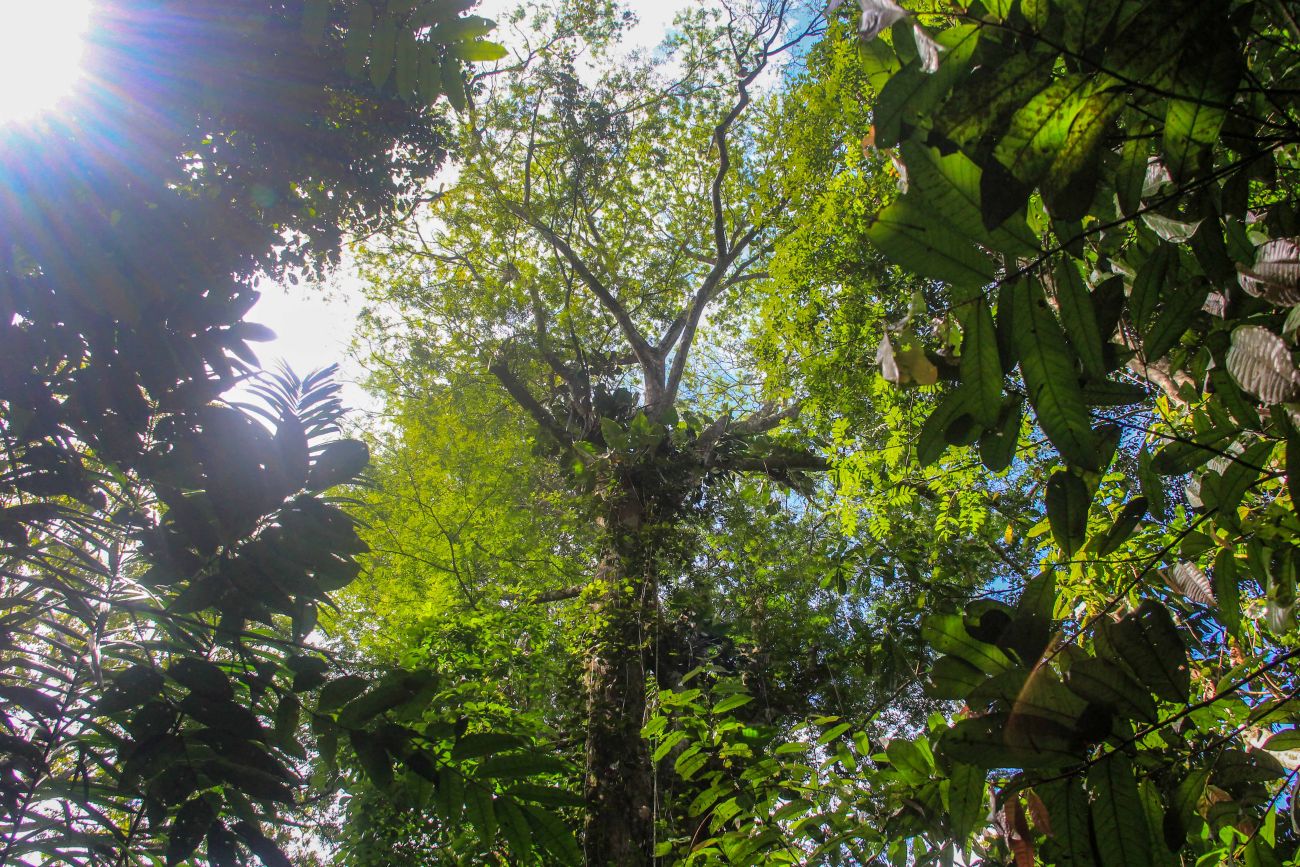 Dia da Amazônia: Pará cria nova Unidade de Conservação na divisa com Amazonas
