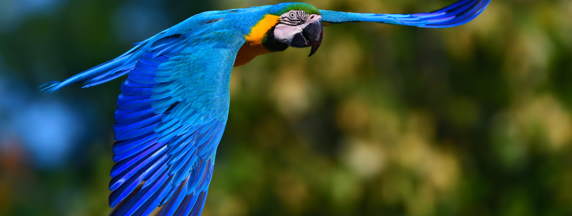 Monitoramento aponta mais de oito mil animais silvestres traficados na região Andes-Amazônia