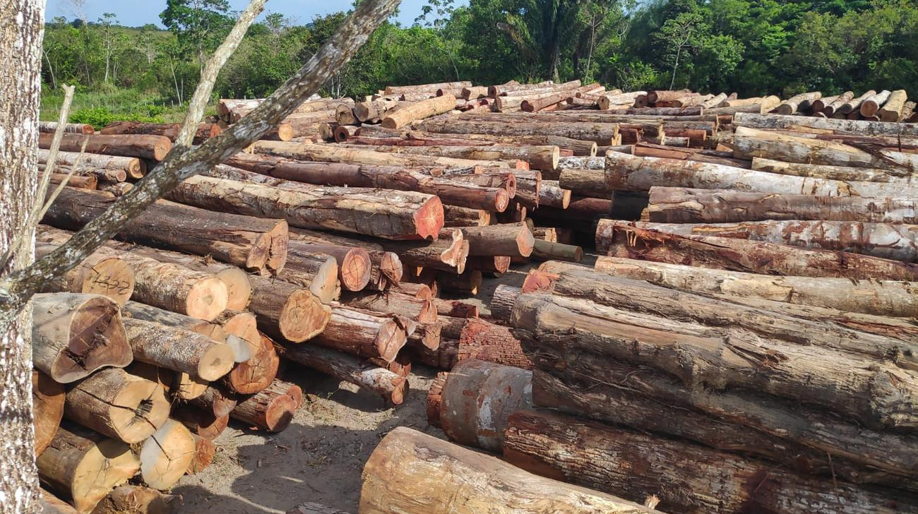 PF combate cadeia da exploração ilegal de madeira no interior do Pará